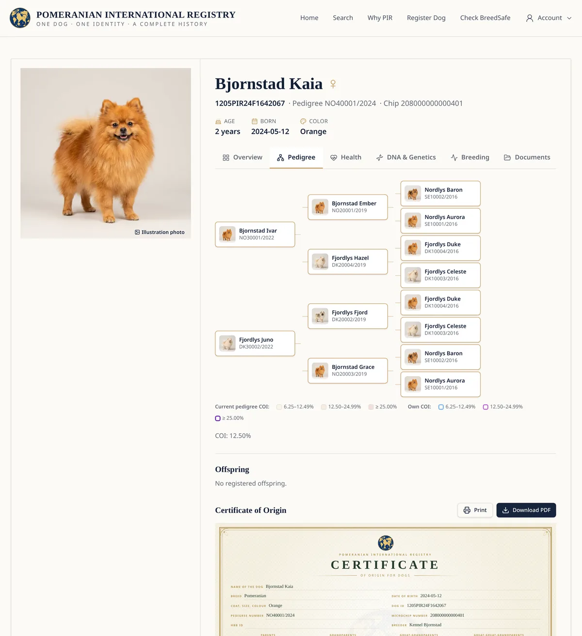 Four generation Pomeranian pedigree tree with parents, grandparents and great-grandparents